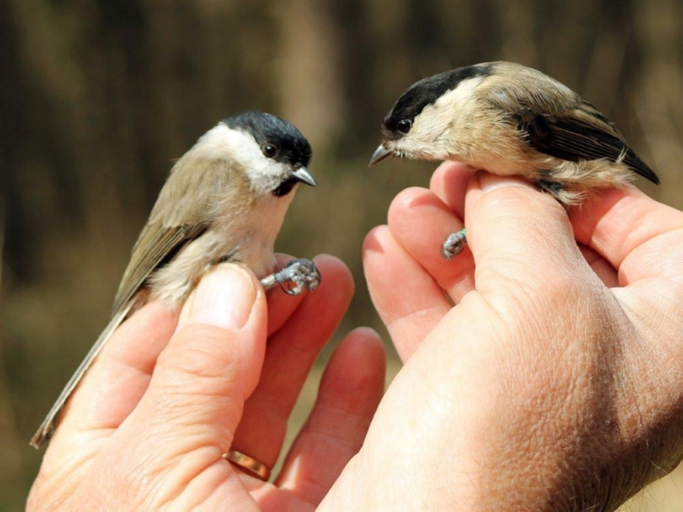 Image result for willow tit bird