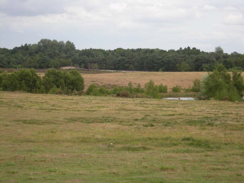 Ashwicken Heath