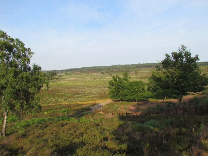 Dersingham Bog