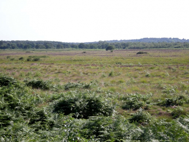 Roydon Common