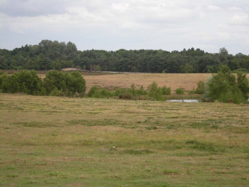Ashwicken Heath