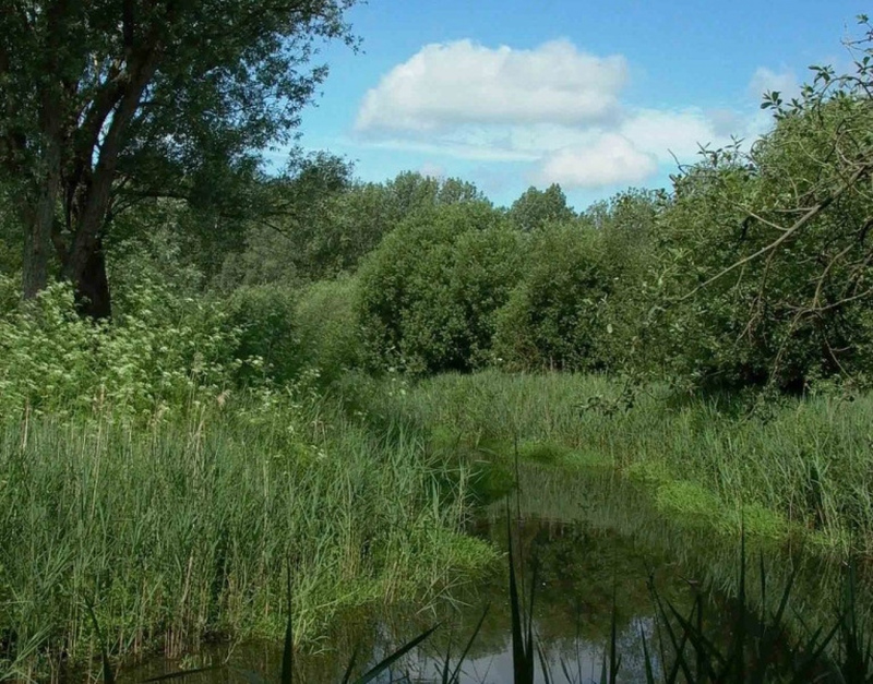 Hempton Marsh