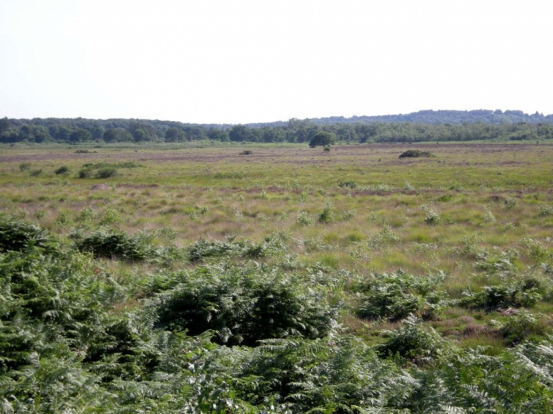 Roydon Common