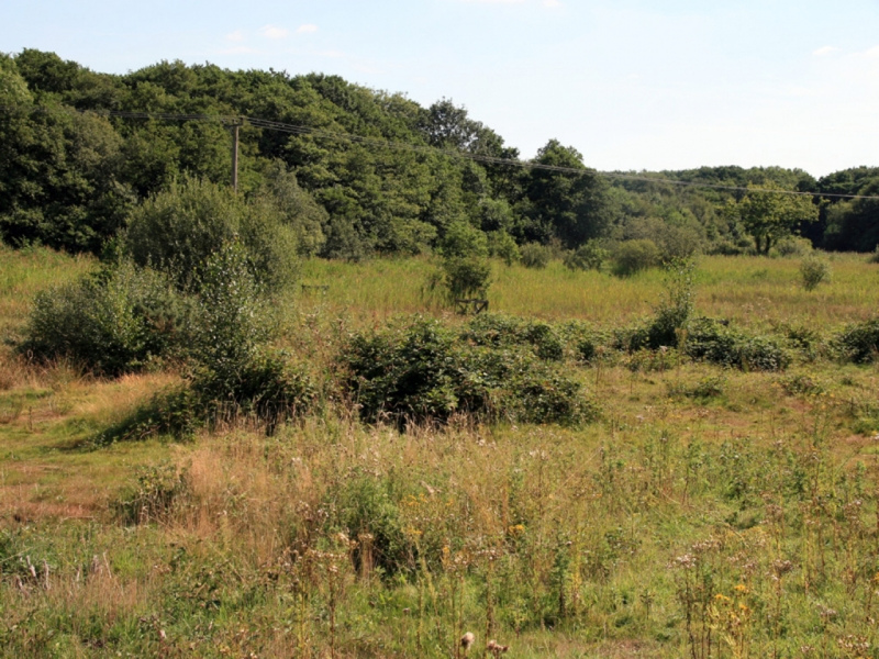 Rush Meadow & Scarning Fen