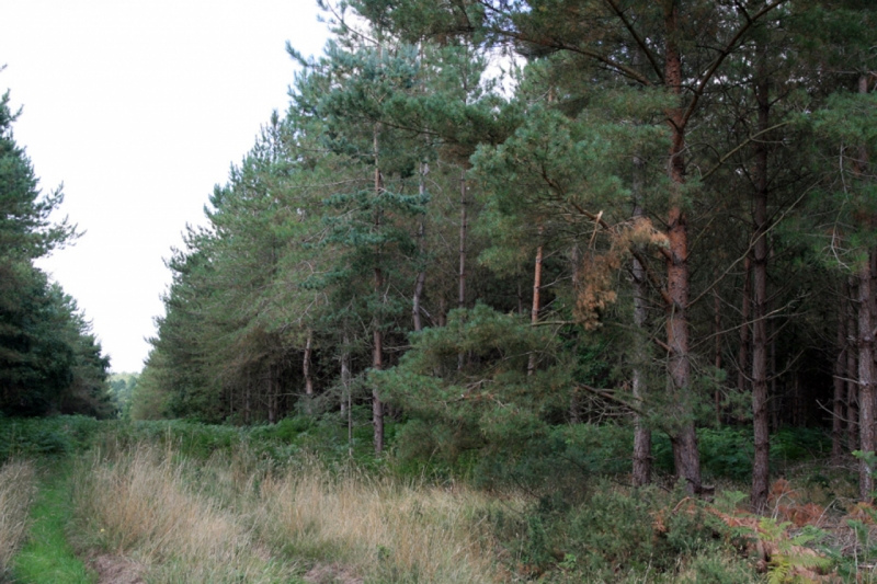 Swaffham Forest