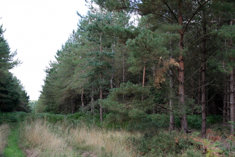 Swaffham Forest