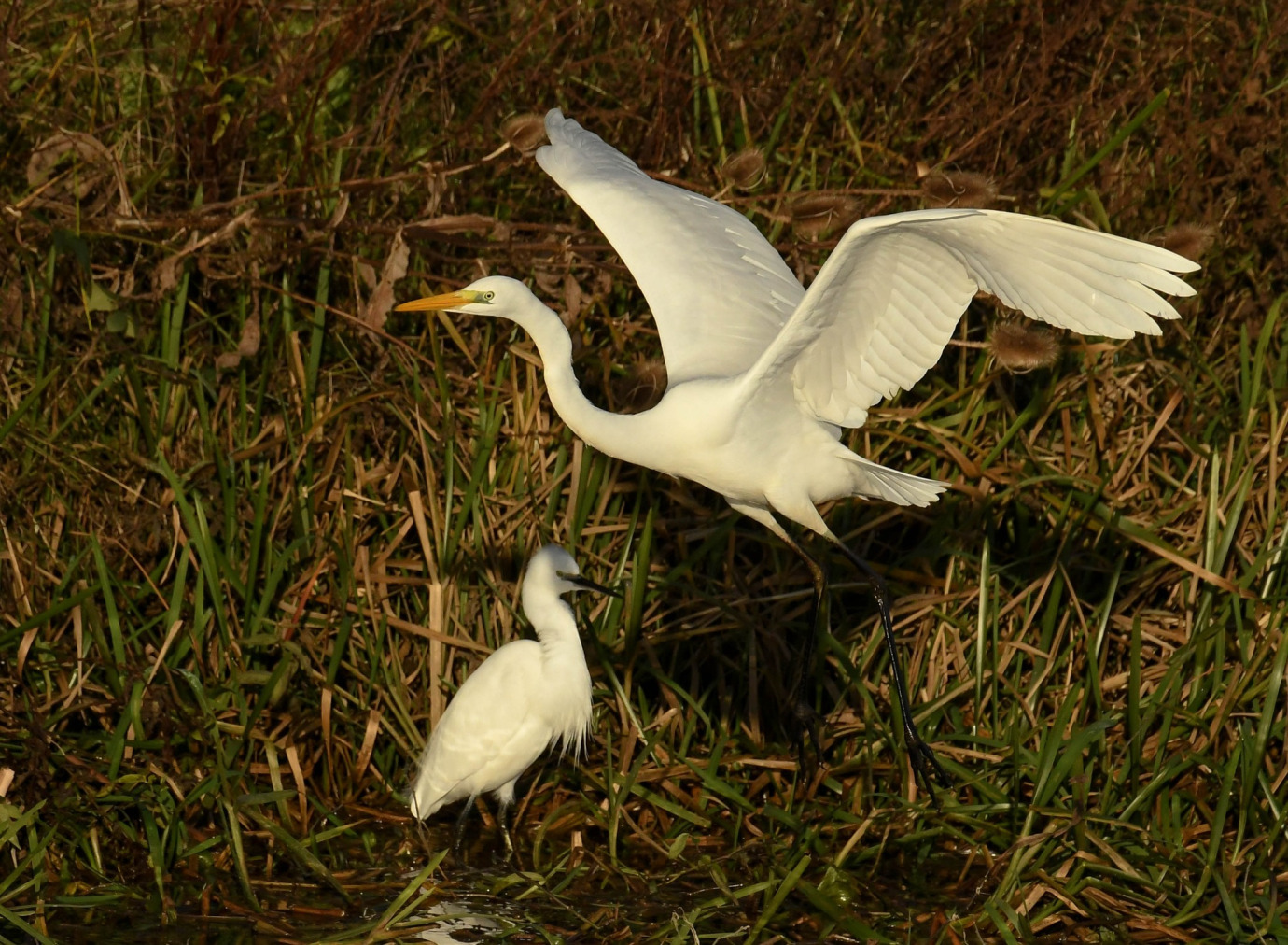 Great & Little Egret, Downham Market, Dave McGough