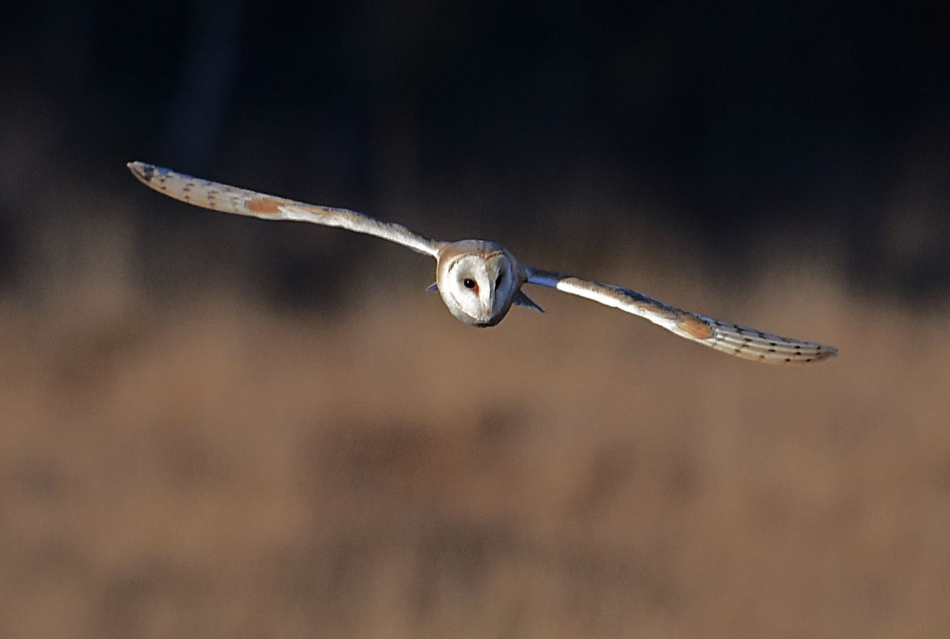 Barn Owl, Dersingham Bog, Barry Perkins
