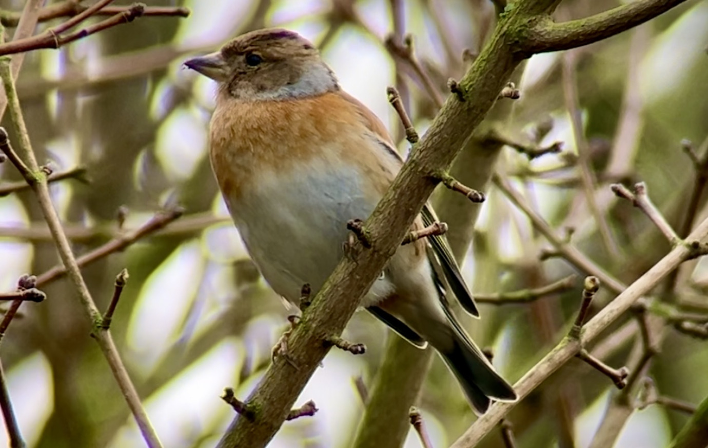 Brambling, Abbey Farm, Pat Finch