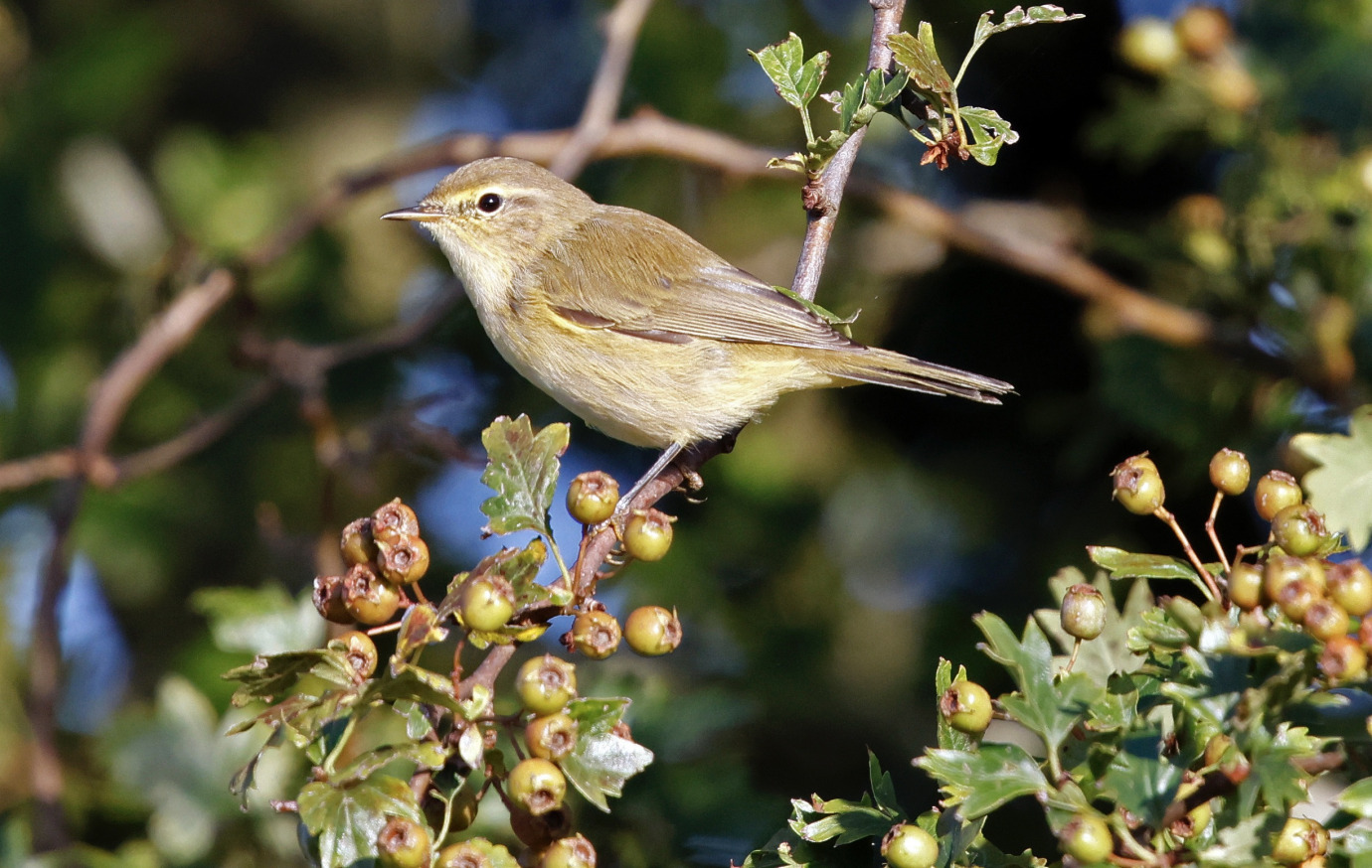 Chiffchaff, West Newton, Sue Bryan