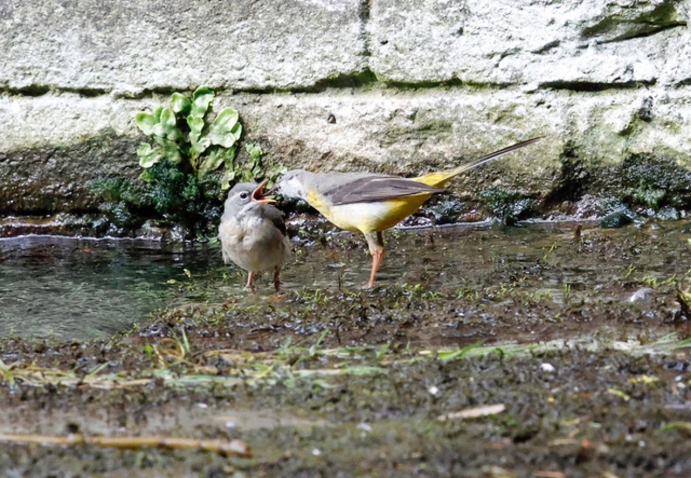 Grey Wagtails, West Newton, Sue Bryan