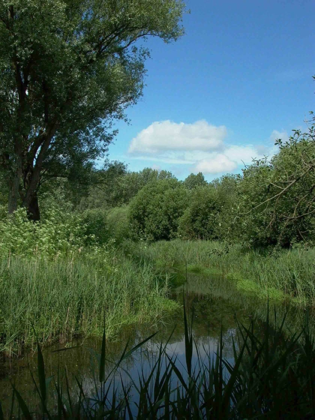 Hempton Marsh