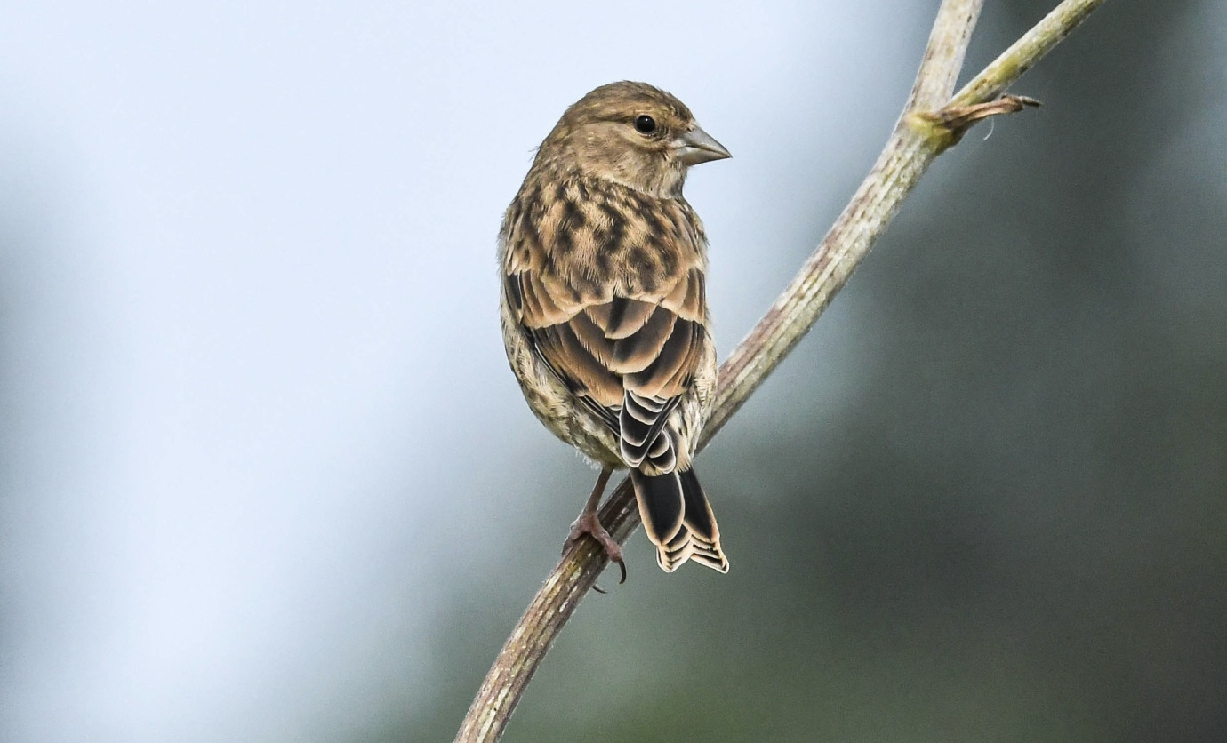 Linnet, Downham Market, Dave McGough