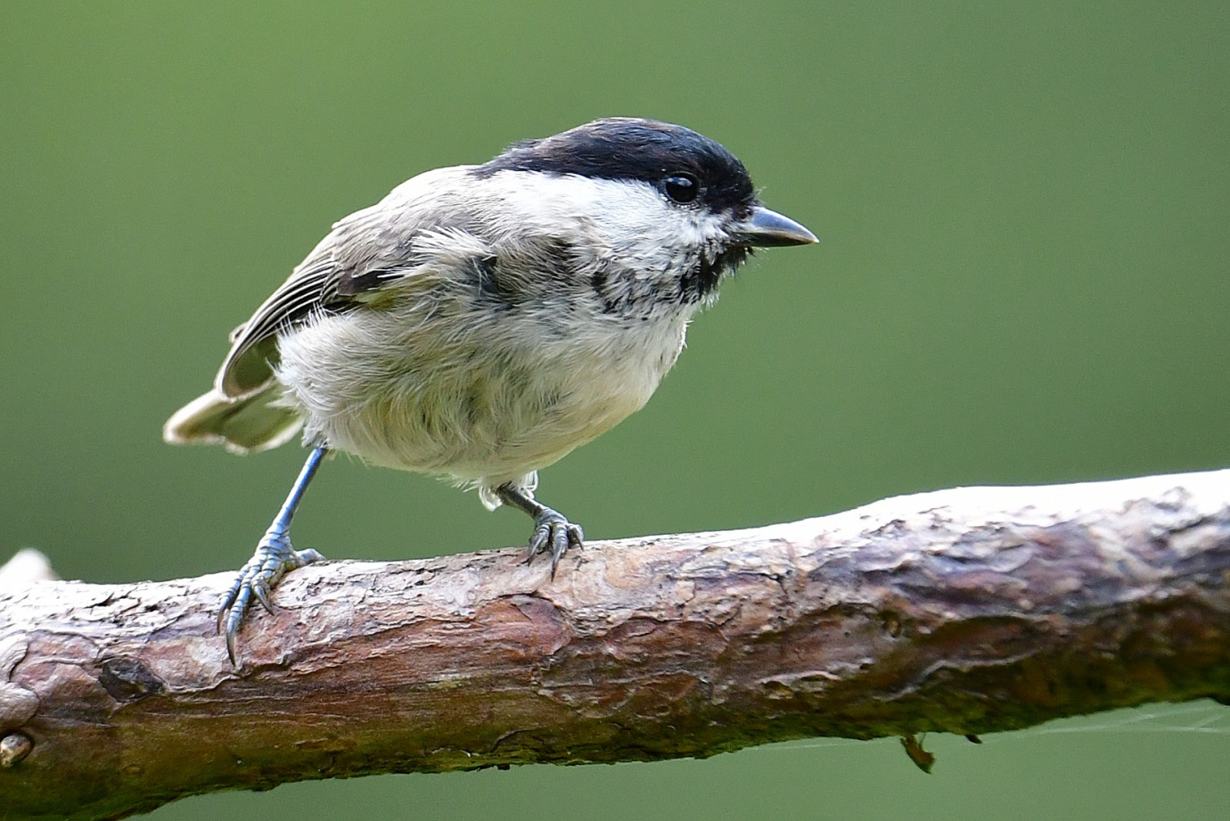 Marsh Tit, Ashwicken, Barry Perkins