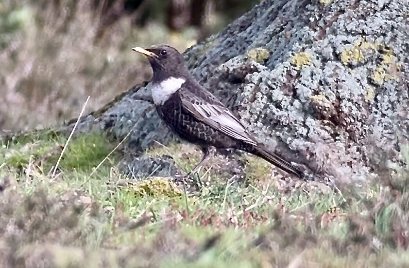 Ring Ouzel, Roydon Common, Pat Finch