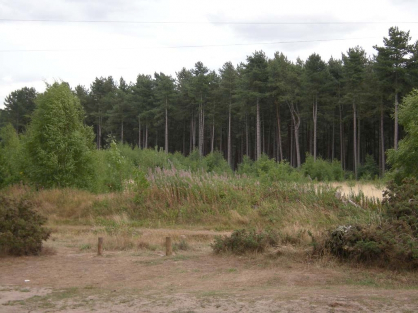 Shouldham Warren