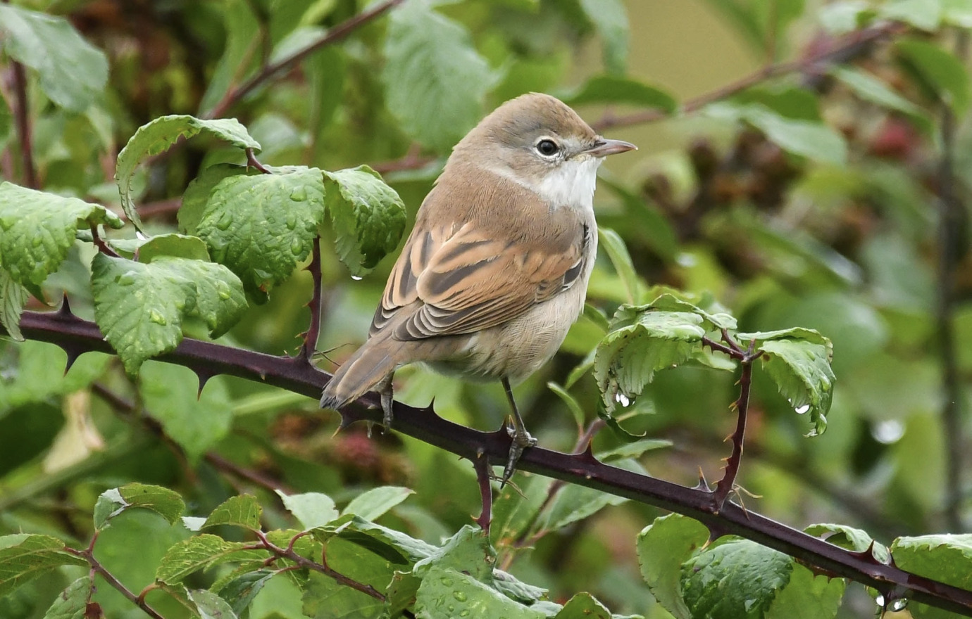 Whitethroat, Downham Market, Dave McGough