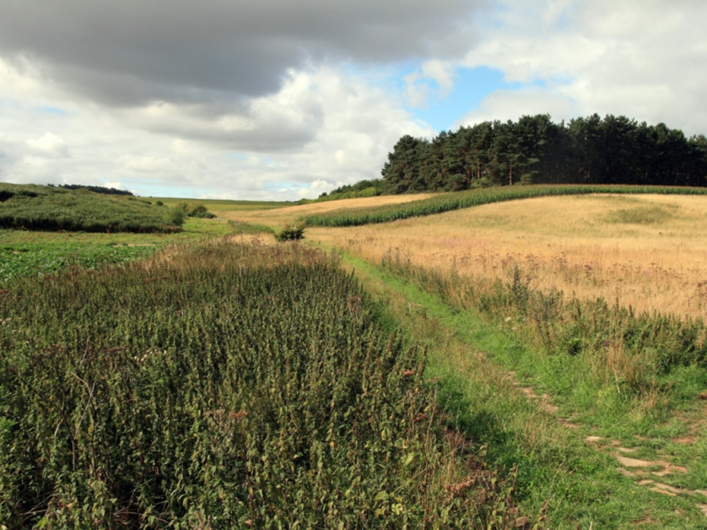 Massingham Heath